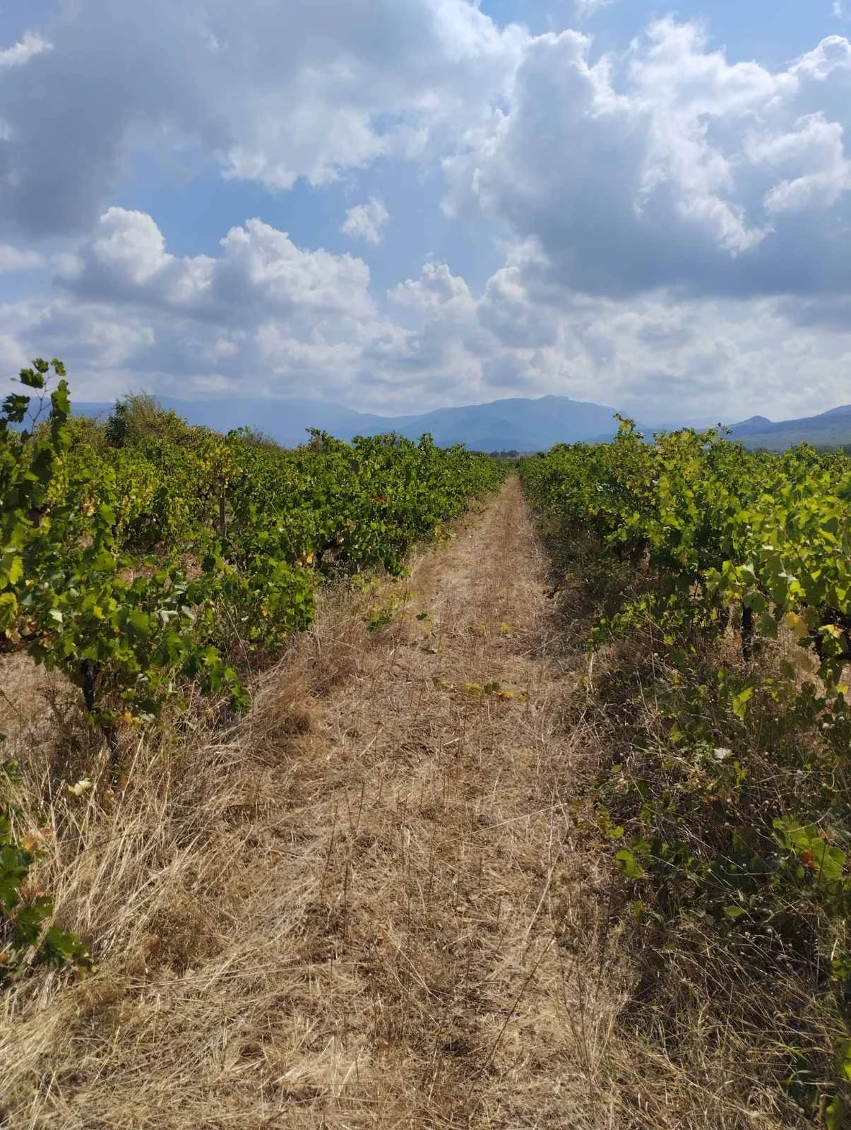 Продава ПАРЦЕЛ, област Пловдив, с. Червен • 33000 € / 64542.39 лв. • 45208196 1