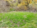 Продава КЪЩА, област Смолян, с. Соколовци • 40000 € / 78233.20 лв. • 49011717 4
